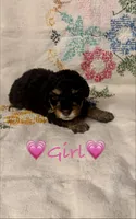 AKC Phantom Female 1, a female Poodle - Toy  for sale in Middletown, NY – 1 of 4