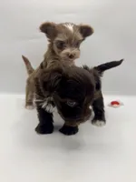 TINY Chocolate Merle , a female Yorkshire Terrier for sale in Middletown, NY – 6 of 10