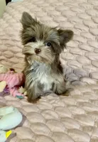 TINY Chocolate Merle (import lines), a female Yorkshire Terrier for sale in Middletown, NY – 2 of 10