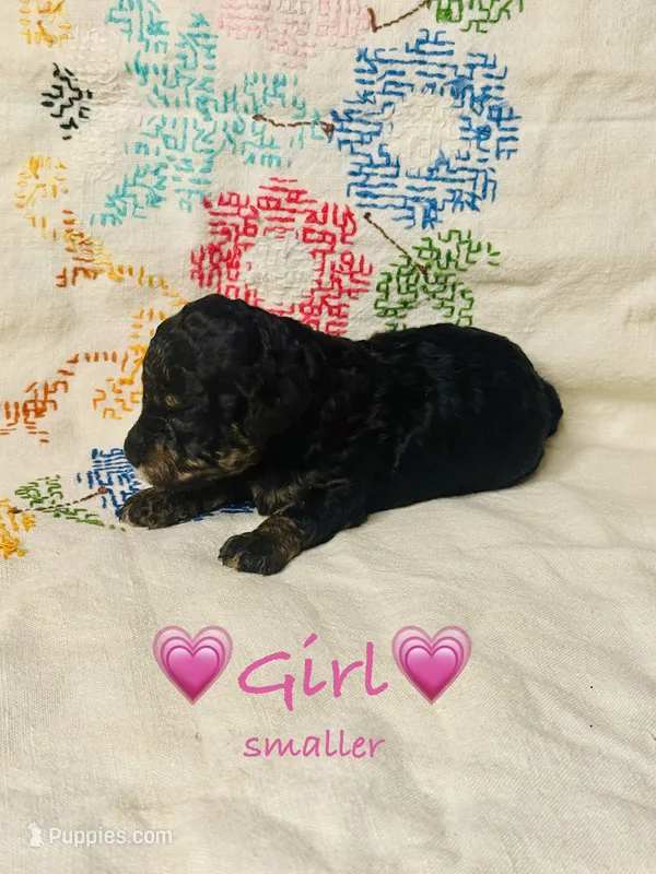 AKC Phantom Female (smaller)  – Poodle - Toy  puppy for sale in Middletown, NY