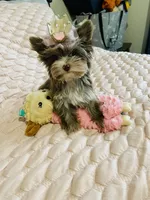 TINY Chocolate Merle (import lines), a female Yorkshire Terrier for sale in Middletown, NY – 6 of 10