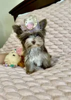 TINY Chocolate Merle (import lines), a female Yorkshire Terrier for sale in Middletown, NY – 7 of 10