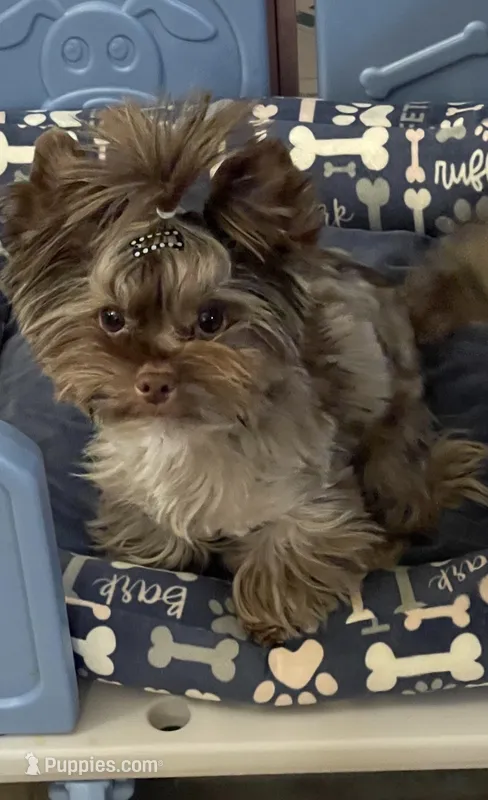  Cartier (import bloodline) – Yorkshire Terrier puppy for sale in Middletown, NY