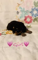 AKC Phantom Female 1, a female Poodle - Toy  for sale in Middletown, NY – 3 of 4