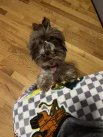  Cartier (import bloodline), a male Yorkshire Terrier for sale in Middletown, NY – 4 of 10