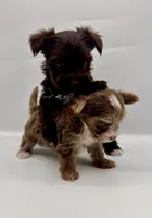 TINY Chocolate Merle , a female Yorkshire Terrier for sale in Middletown, NY – 5 of 10