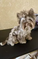  Cartier (import bloodline), a male Yorkshire Terrier for sale in Middletown, NY – 5 of 10