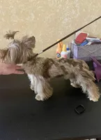  Cartier (import bloodline), a male Yorkshire Terrier for sale in Middletown, NY – 6 of 10