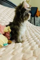 TINY Chocolate Merle (import lines), a female Yorkshire Terrier for sale in Middletown, NY – 5 of 10