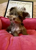 TINY ChocoMerle import lines, a female Yorkshire Terrier for sale in Middletown, NY – 7 of 10