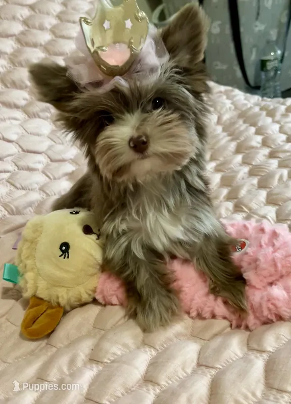 TINY Chocolate Merle (import lines) – Yorkshire Terrier puppy for sale in Middletown, NY