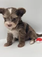TINY Chocolate Merle , a female Yorkshire Terrier for sale in Middletown, NY – 2 of 10