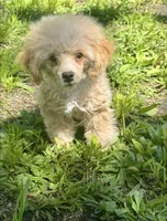 AKC APRICOT MALE, a male Poodle - Toy  for sale in Middletown, NY – 1 of 6