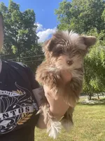 TINY ChocoMerle import lines, a female Yorkshire Terrier for sale in Middletown, NY – 5 of 10