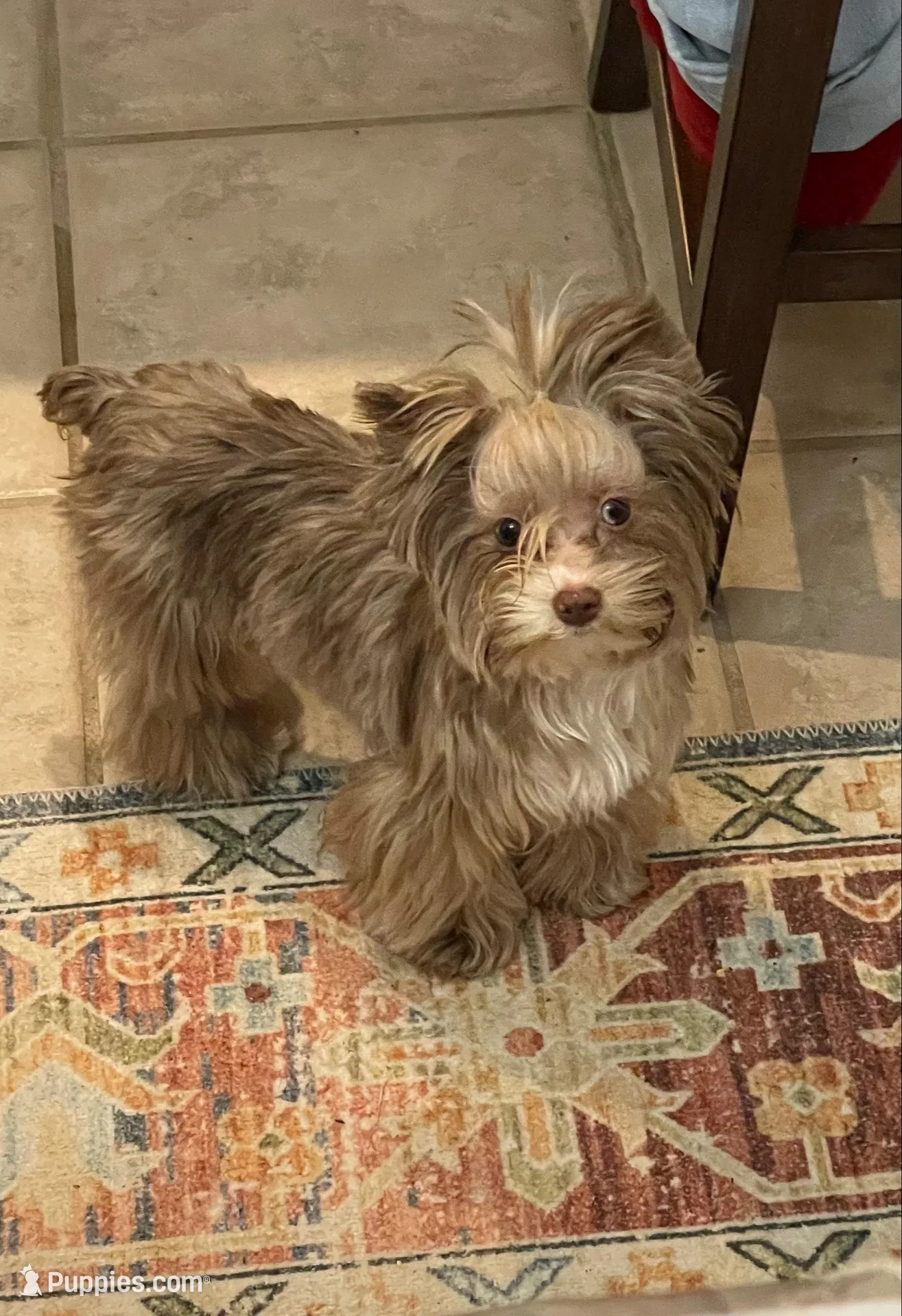 Cartier, a male Yorkshire Terrier for sale in Middletown, NY – Photo 9 of 10