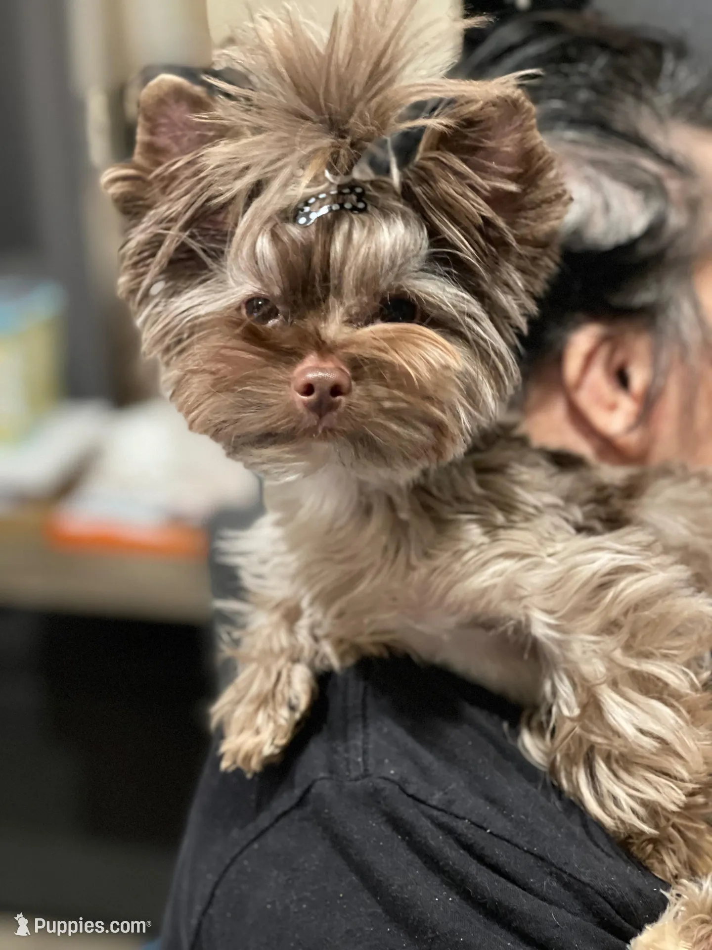 Cartier, a male Yorkshire Terrier for sale in Middletown, NY – Photo 6 of 10