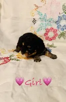 AKC Phantom Female 1, a female Poodle - Toy  for sale in Middletown, NY – 2 of 4