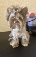  Cartier (import bloodline), a male Yorkshire Terrier for sale in Middletown, NY – 3 of 10