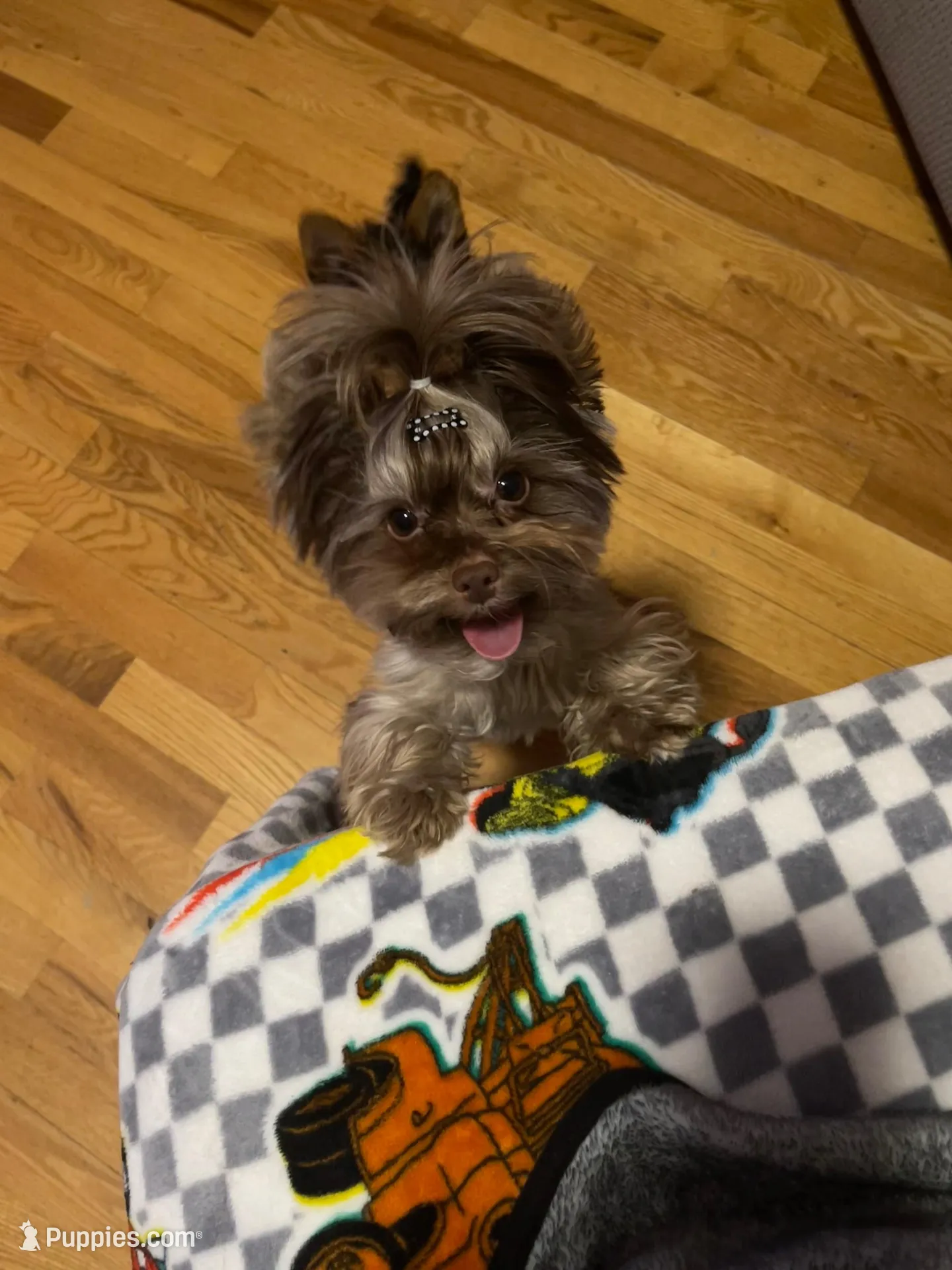 Cartier, a male Yorkshire Terrier for sale in Middletown, NY – Photo 2 of 10