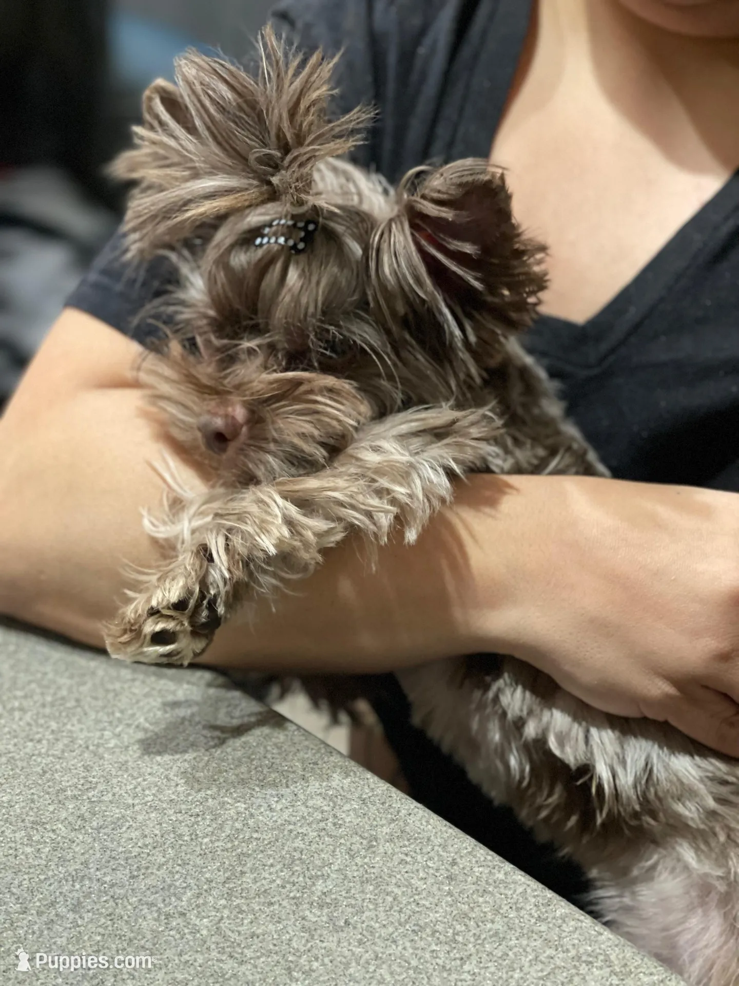 Cartier, a male Yorkshire Terrier for sale in Middletown, NY – Photo 8 of 10