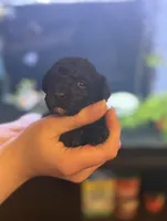 AKC BLACK, a female Poodle - Toy  for sale in Middletown, NY – Photo 2 of 3