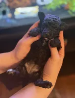 AKC BLACK, a female Poodle - Toy  for sale in Middletown, NY – Photo 1 of 3