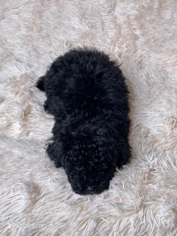AKC BLACK – Poodle - Toy  puppy for sale in Middletown, NY