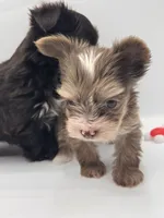 TINY Chocolate Merle , a female Yorkshire Terrier for sale in Middletown, NY – 4 of 10