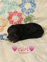 AKC Phantom Female (smaller) , a female Poodle - Toy  for sale in Middletown, NY – 2 of 4