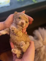 AKC CREAM, a female Poodle - Toy  for sale in Middletown, NY – Photo 1 of 4