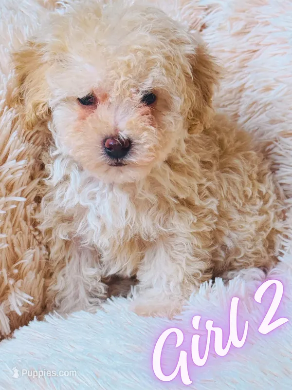 AKC CREAM – Poodle - Toy  puppy for sale in Middletown, NY