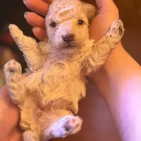 AKC CREAM, a female Poodle - Toy  for sale in Middletown, NY – Photo 3 of 3