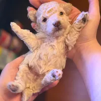 AKC CREAM, a female Poodle - Toy  for sale in Middletown, NY – Photo 2 of 3