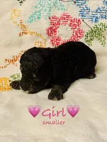 AKC Phantom Female (smaller) , a female Poodle - Toy  for sale in Middletown, NY – 3 of 4