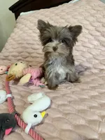 TINY Chocolate Merle (import lines), a female Yorkshire Terrier for sale in Middletown, NY – 4 of 10