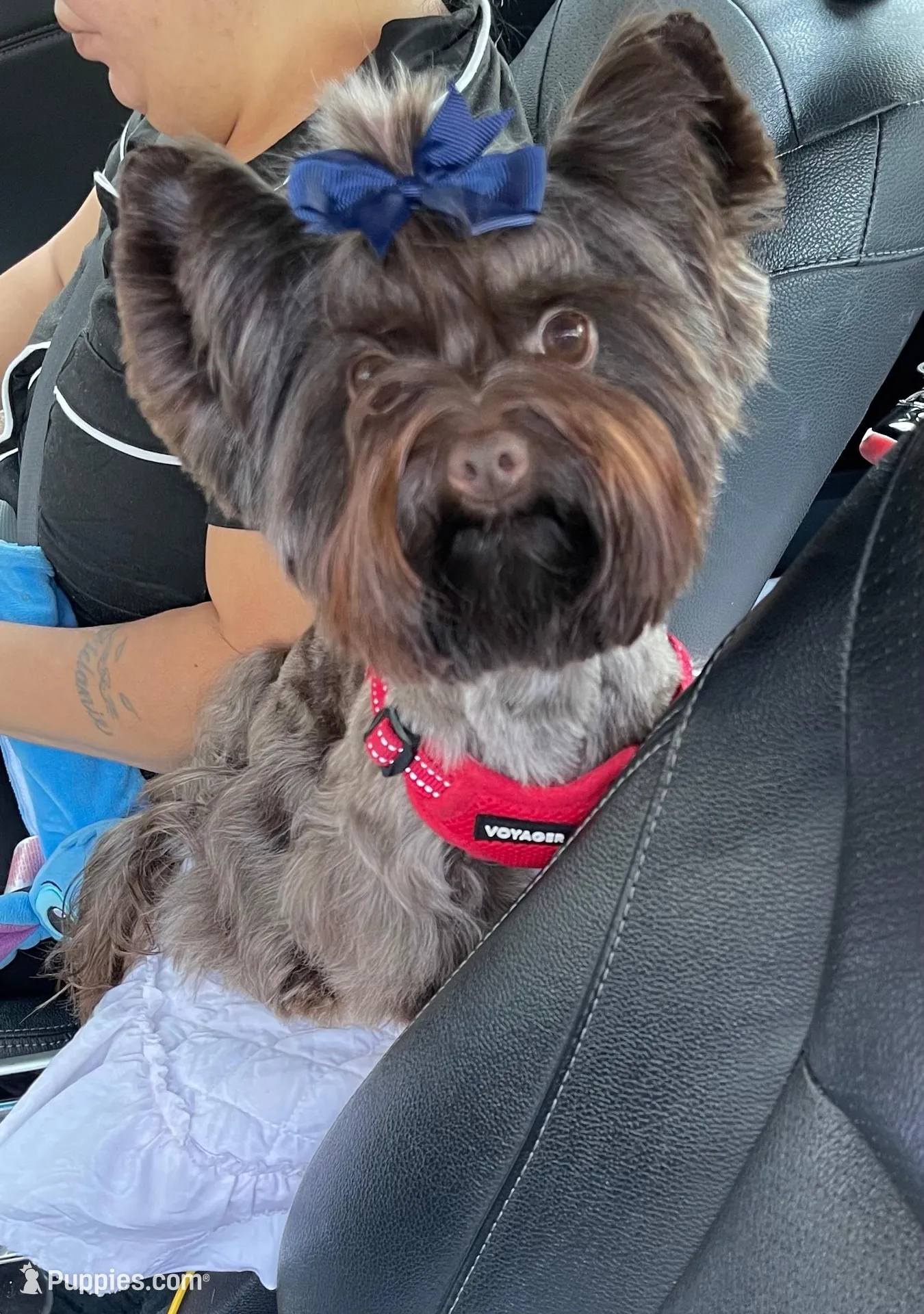 Cartier, a male Yorkshire Terrier for sale in Middletown, NY – Photo 10 of 10