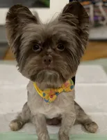 Cartier, a male Yorkshire Terrier for sale in Middletown, NY – 5 of 10