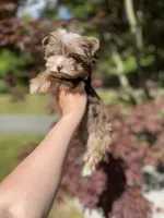 TINY ChocoMerle import lines, a female Yorkshire Terrier for sale in Middletown, NY – 4 of 10