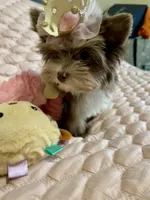 TINY Chocolate Merle (import lines), a female Yorkshire Terrier for sale in Middletown, NY – 9 of 10