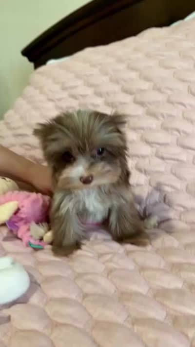 TINY Chocolate Merle (import lines), a female Yorkshire Terrier for sale in Middletown, NY – 10 of 10
