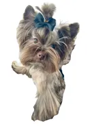  Cartier (import bloodline), a male Yorkshire Terrier for sale in Middletown, NY – 8 of 10