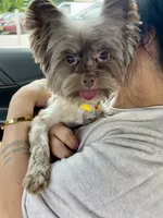 Cartier, a male Yorkshire Terrier for sale in Middletown, NY – 2 of 10