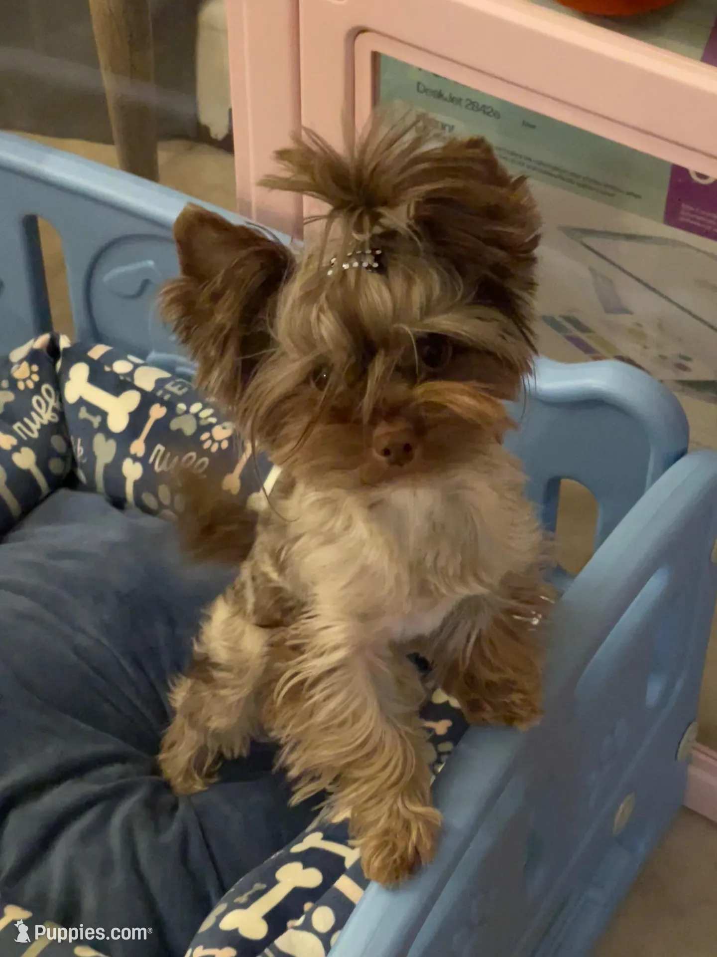 Cartier, a male Yorkshire Terrier for sale in Middletown, NY – Photo 3 of 10