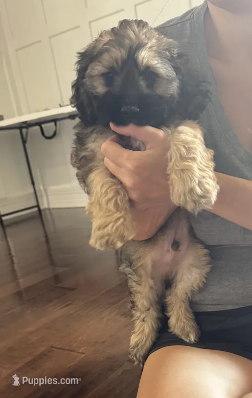 Teddy – Cockapoo puppy for sale in Haughton, LA