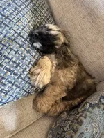 Teddy, a male Cockapoo for sale in Haughton, LA – 3 of 3