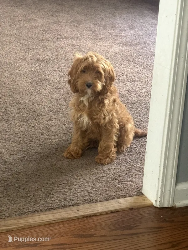 Bear  – Cockapoo puppy for sale in Marietta, GA