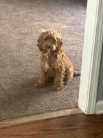Bear , a male Cockapoo for sale in Marietta, GA – 1 of 1
