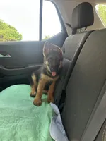 Akc. Male, a male German Shepherd Dog for sale in Advance, NC – 7 of 8