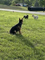 Akc. Male, a male German Shepherd Dog for sale in Advance, NC – 5 of 8