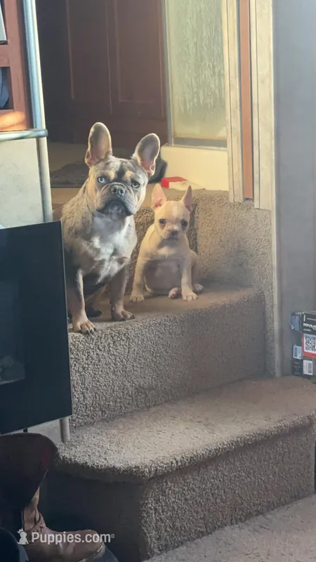 Nilla – French Bulldog puppy for sale in Advance, NC